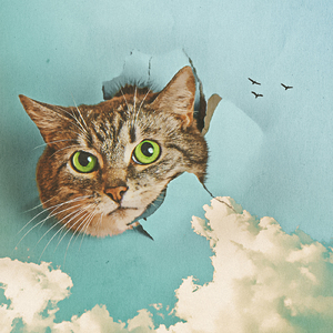 少妇欧美三级片
